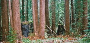 1_Bean-Lumber-FSC-healthy-forest-Redwoods-1-300x143